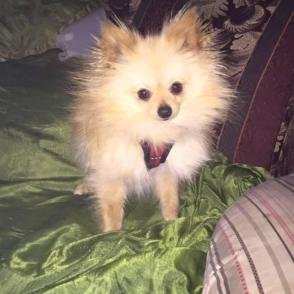 Meet your Posher, Mimi's - Picture 1 of 1